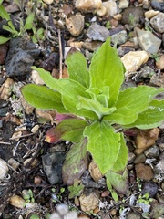 Tracheophyta