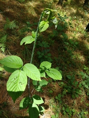 Magnoliopsida