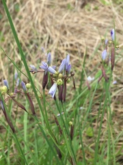Sisyrinchium mucronatum