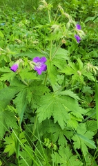 Geranium sylvaticum