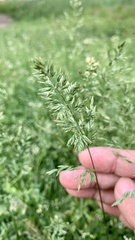 Poa pratensis