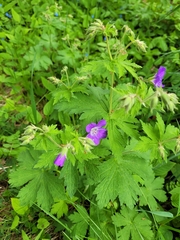 Geranium sylvaticum