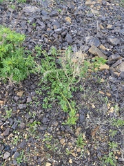 Melilotus