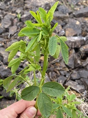 Melilotus