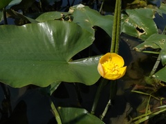 Nuphar japonica