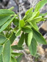 Melilotus