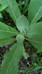 Verbascum thapsus