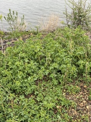 Melilotus