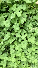 Trifolium repens