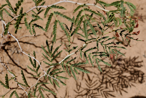 Syrian Mesquite