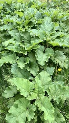 Arctium