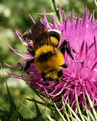 Bombus argillaceus