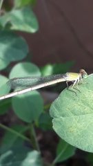 Ceriagrion coromandelianum
