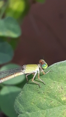 Ceriagrion coromandelianum