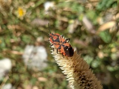 Spilostethus pandurus