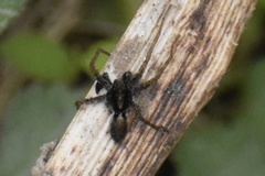 Allocosa funerea