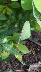 Ceriagrion coromandelianum