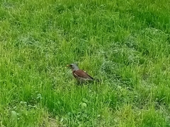 Turdus pilaris