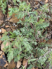 Oxytropis pilosa