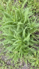 Achillea millefolium