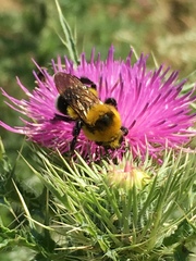 Bombus argillaceus