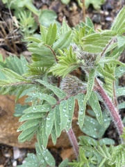 Oxytropis pilosa