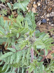 Oxytropis pilosa