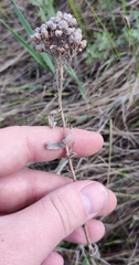 Achillea salicifolia