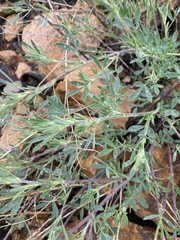 Medicago falcata