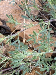 Medicago falcata
