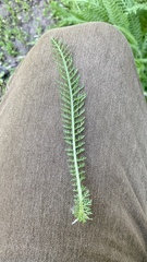 Achillea millefolium