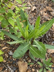 Cirsium arvense