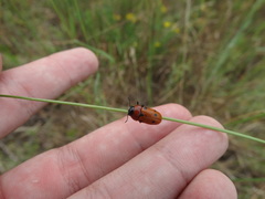 Tituboea sexmaculata