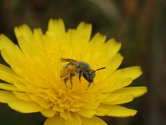 Lasioglossum pavonotus