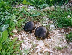 Emys orbicularis hellenica
