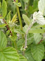 Podosphaera filipendulae