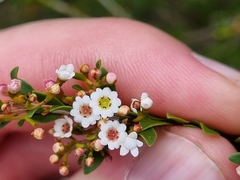 Thryptomene calycina