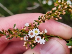 Thryptomene calycina