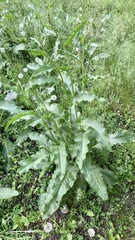 Rumex