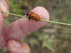 Tituboea sexmaculata