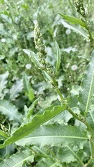 Rumex
