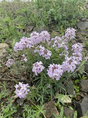 Clausia aprica