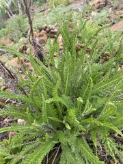 Achillea millefolium