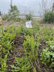 Stipa pennata