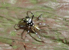 Phintella bifurcilinea