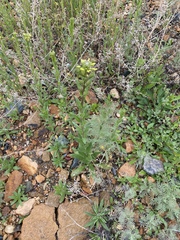 Brassicaceae