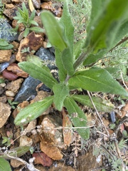 Brassicaceae