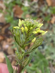 Brassicaceae