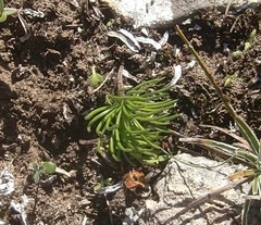 Eriospermum proliferum