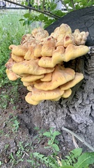 Laetiporus sulphureus